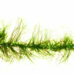 Unique Flies Børsteorm Olive TMC 811S #6